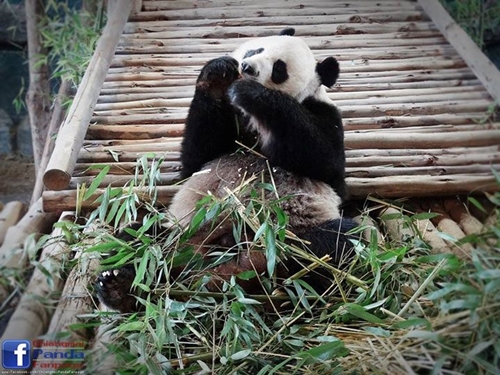ข่าวดี ! หลินปิง ท้องแล้ว รับฉลองวันเกิดอายุครบ 6 ปี