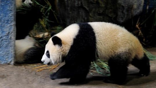 ข่าวดี ! หลินปิง ท้องแล้ว รับฉลองวันเกิดอายุครบ 6 ปี