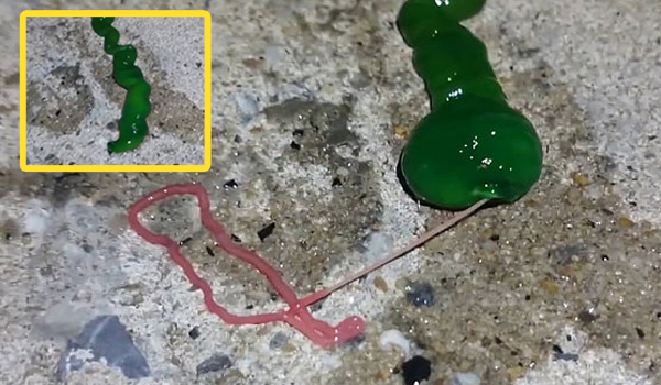 ขนลุกขนพอง คลิปหนอนประหลาดตัวเขียวปี๋ พ่นเส้นยาวเหยียดเป็นอาวุธ  