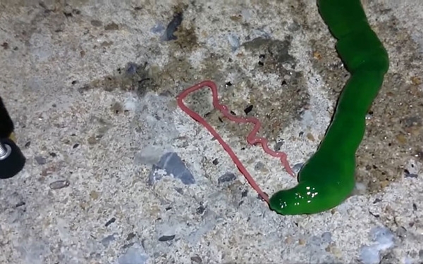 ขนลุกขนพอง คลิปหนอนประหลาดตัวเขียวปี๋ พ่นเส้นยาวเหยียดเป็นอาวุธ