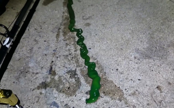 ขนลุกขนพอง คลิปหนอนประหลาดตัวเขียวปี๋ พ่นเส้นยาวเหยียดเป็นอาวุธ