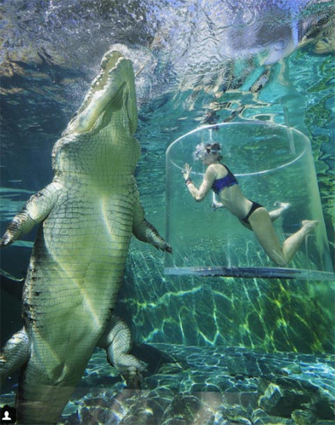 สาวใจกล้าดำน้ำดูจระเข้ที่ออสเตรเลีย ปรากฏภาพช็อตเด็ดที่เป๊ะเว่อร์