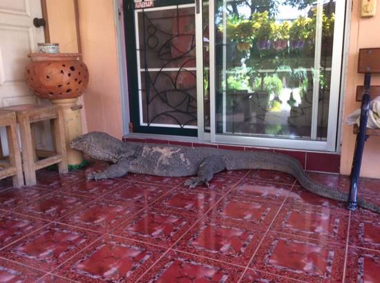 สะพรึงทั่วเน็ต ! ตัวเงินตัวทองไซส์โคตรพี่บิ๊กบุกบ้าน เจอแบบนี้ก้าวขาไม่ออก (มีคลิป)