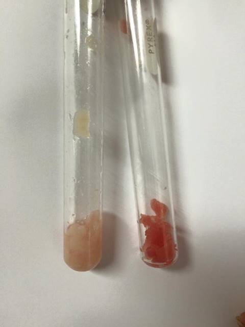 ตะลึง ! เจอปลาดิบย้อมสีในร้านอาหารญี่ปุ่นเจ้าดัง สีละลายหลังแช่น้ำ 5 นาที