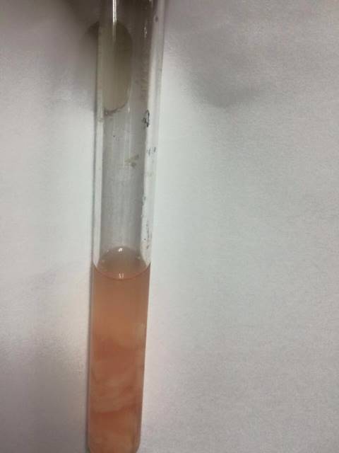 ตะลึง ! เจอปลาดิบย้อมสีในร้านอาหารญี่ปุ่นเจ้าดัง สีละลายหลังแช่น้ำ 5 นาที