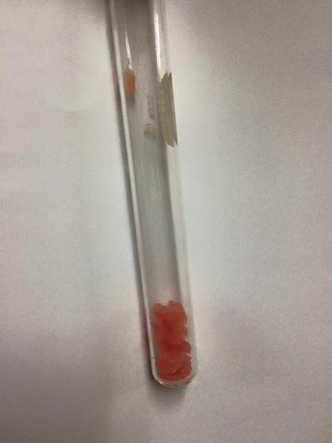 ตะลึง ! เจอปลาดิบย้อมสีในร้านอาหารญี่ปุ่นเจ้าดัง สีละลายหลังแช่น้ำ 5 นาที