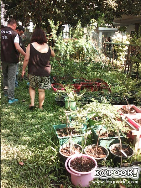 บุกจับไฮโซนามสกุลดัง ลอบปลูกกัญชากว่า 20 ต้น เสพเองในบ้าน