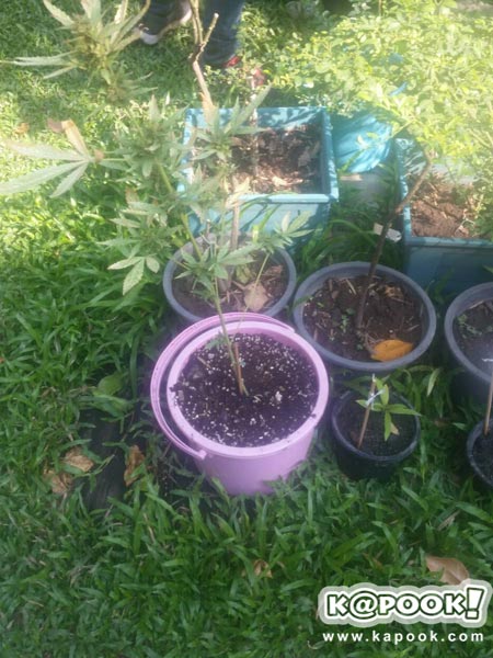 บุกจับไฮโซนามสกุลดัง ลอบปลูกกัญชากว่า 20 ต้น เสพเองในบ้าน