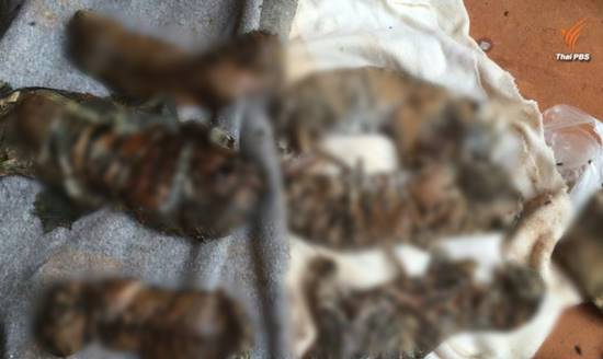 พบซากลูกเสือจำนวนมากในวัดหลวงตาบัว