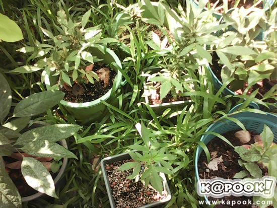 บุกจับไฮโซนามสกุลดัง ลอบปลูกกัญชากว่า 20 ต้น เสพเองในบ้าน