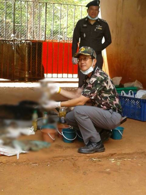 พบซากลูกเสือจำนวนมากในวัดหลวงตาบัว
