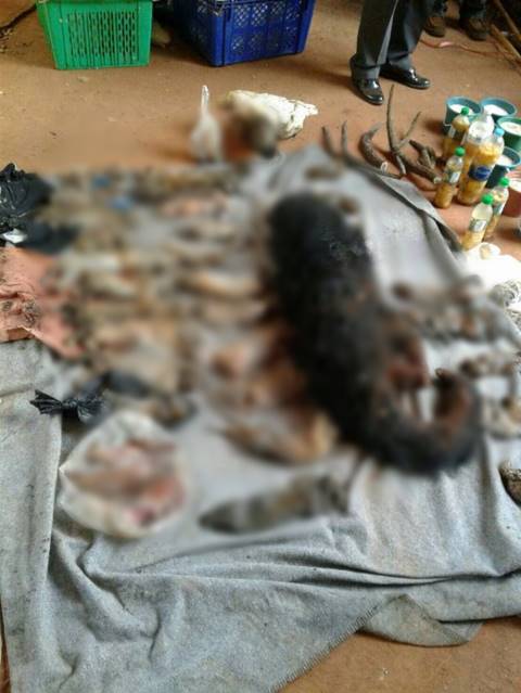 พบซากลูกเสือจำนวนมากในวัดหลวงตาบัวพบซากลูกเสือจำนวนมากในวัดหลวงตาบัว