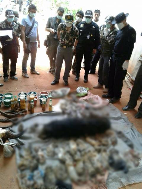 พบซากลูกเสือจำนวนมากในวัดหลวงตาบัว