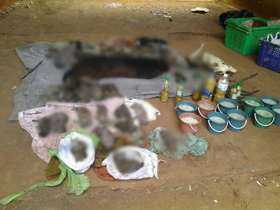 พบซากลูกเสือจำนวนมากในวัดหลวงตาบัว