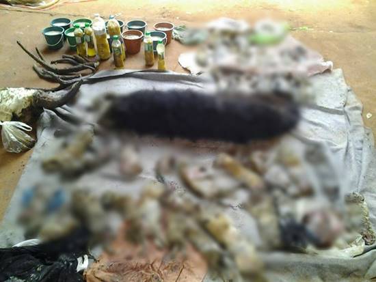 พบซากลูกเสือจำนวนมากในวัดหลวงตาบัวพบซากลูกเสือจำนวนมากในวัดหลวงตาบัว