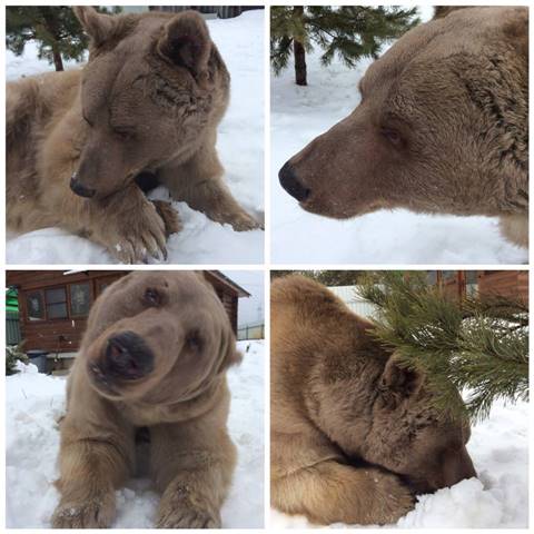 คนอะไรอยู่กับหมี ! พบครอบครัวที่อยู่ร่วมกับหมีมา 23 ปี สมาชิกตัวนี้ทั้งใจดี แถมขี้อ้อนสุด ๆ