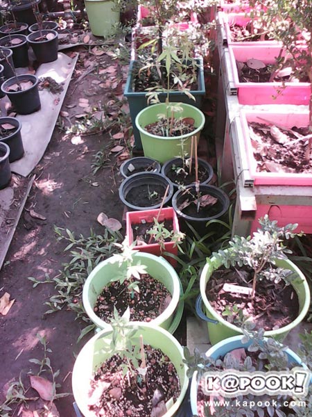 บุกจับไฮโซนามสกุลดัง ลอบปลูกกัญชากว่า 20 ต้น เสพเองในบ้าน