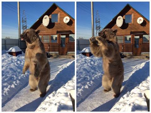 คนอะไรอยู่กับหมี ! พบครอบครัวที่อยู่ร่วมกับหมีมา 23 ปี สมาชิกตัวนี้ทั้งใจดี แถมขี้อ้อนสุด ๆ