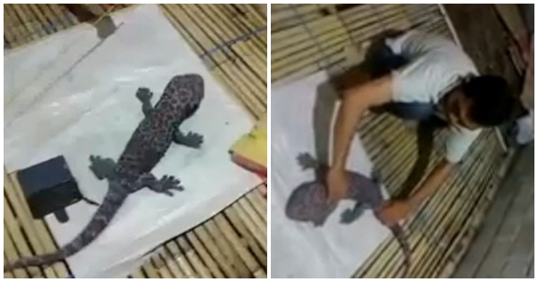 ยอดวิวเป็นแสน คนแห่ดูคลิปตุ๊กแกยักษ์ เจอแบบนี้ไม่วิ่งให้มันรู้ไป