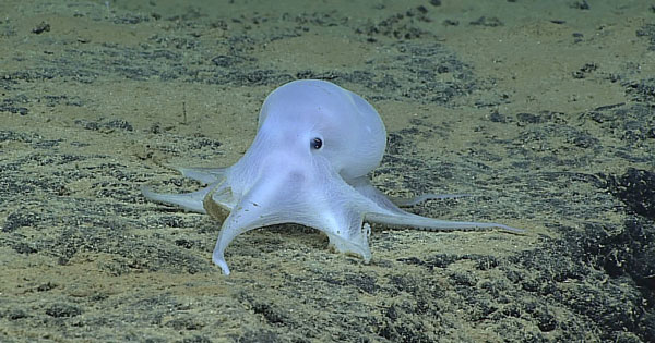 ค้นพบหมึกสายพันธุ์ใหม่  ขนานนาม 