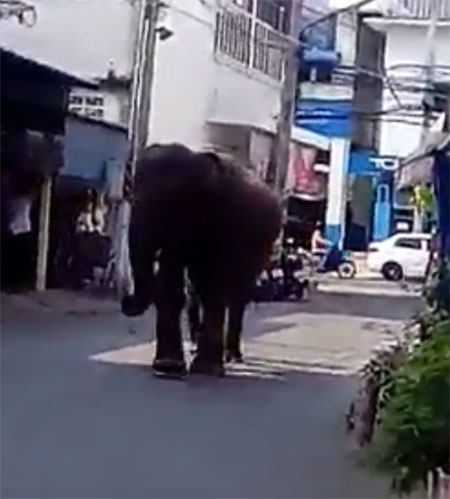 ระทึก ! ช้างอาละวาดกลางเมืองสุรินทร์ ควาญห้ามกันวุ่น คาดอดอาหาร-อากาศร้อน