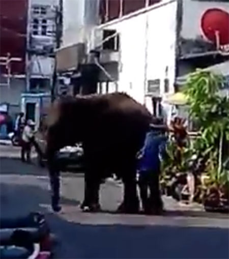ระทึก ! ช้างอาละวาดกลางเมืองสุรินทร์ ควาญห้ามกันวุ่น คาดอดอาหาร-อากาศร้อน