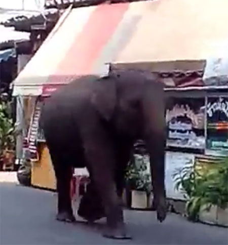 ระทึก ! ช้างอาละวาดกลางเมืองสุรินทร์ ควาญห้ามกันวุ่น คาดอดอาหาร-อากาศร้อน