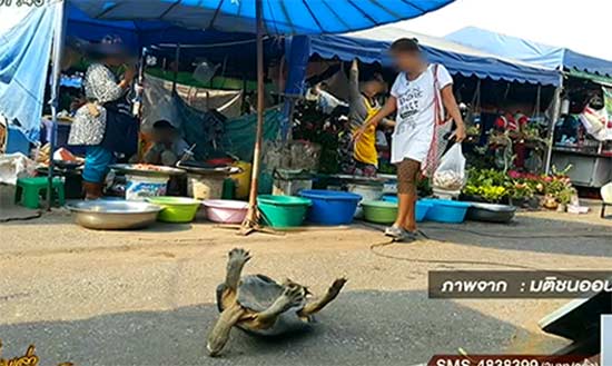 รวบแม่ค้าใจบาป จับเต่านอนหงายกลางแดด อยากปล่อยต้องจ่ายเป็นพัน