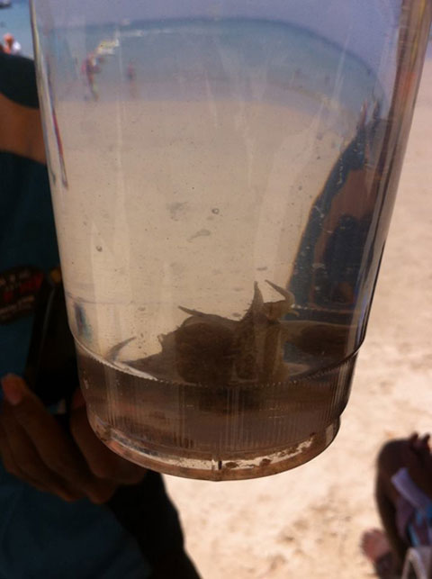 ตะลึง ! พบสิ่งมีชีวิตคล้ายปลิงเกยตื้นยั้วเยี้ย บนหาดกมลา จ.ภูเก็ต