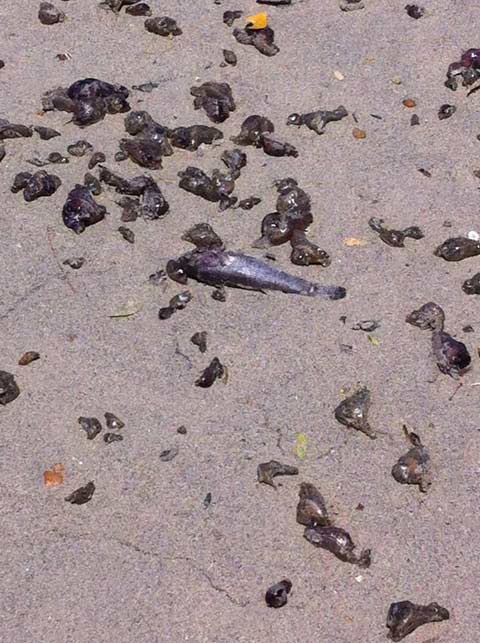 ตะลึง ! พบสิ่งมีชีวิตคล้ายปลิงเกยตื้นยั้วเยี้ย บนหาดกมลา จ.ภูเก็ต