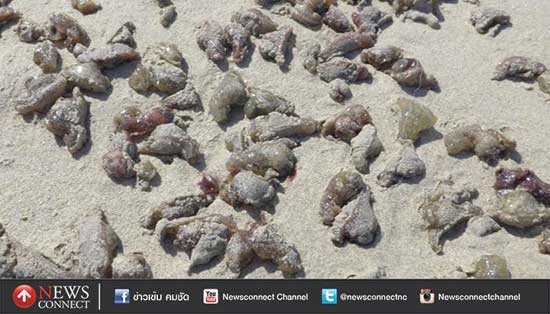 ตะลึง ! พบสิ่งมีชีวิตคล้ายปลิงเกยตื้นยั้วเยี้ย บนหาดกมลา จ.ภูเก็ต