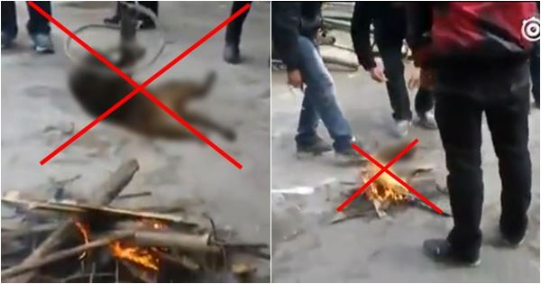 โซเชียลเดือด ! คลิปชาวบ้านจับสัตว์ย่างไฟทั้งเป็น แถมหัวเราะสนุกสนาน