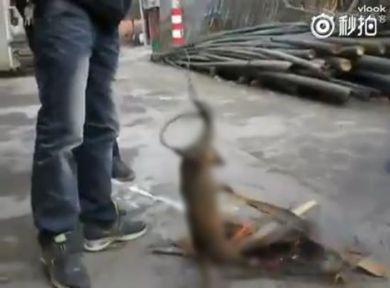 คลิปชาวบ้านจับสัตว์ย่างไฟทั้งเป็น แถมหัวเราะสนุกสนาน