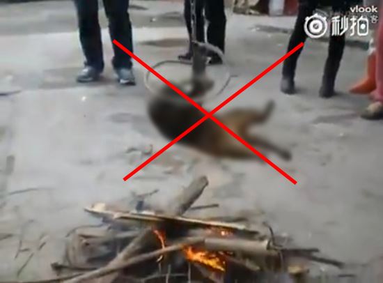 คลิปชาวบ้านจับสัตว์ย่างไฟทั้งเป็น แถมหัวเราะสนุกสนาน