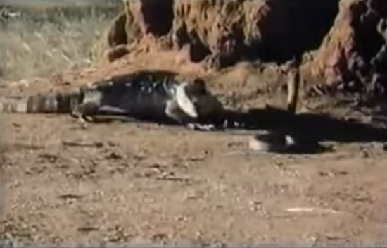 ศึกผู้ล่าสองสายพันธุ์ มังกรโคโมโด VS งูเห่า ต่อสู้ดุเดือด