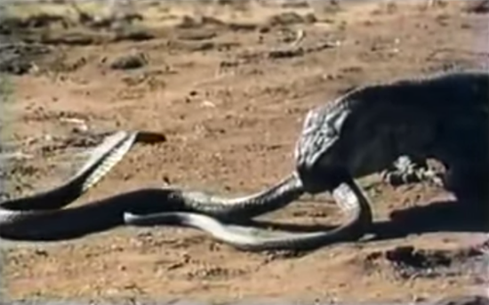 ศึกผู้ล่าสองสายพันธุ์ มังกรโคโมโด VS งูเห่า ต่อสู้ดุเดือด