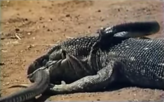 ศึกผู้ล่าสองสายพันธุ์ มังกรโคโมโด VS งูเห่า ต่อสู้ดุเดือด