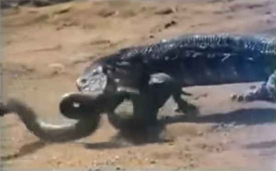 ศึกผู้ล่าสองสายพันธุ์ มังกรโคโมโด VS งูเห่า ต่อสู้ดุเดือด