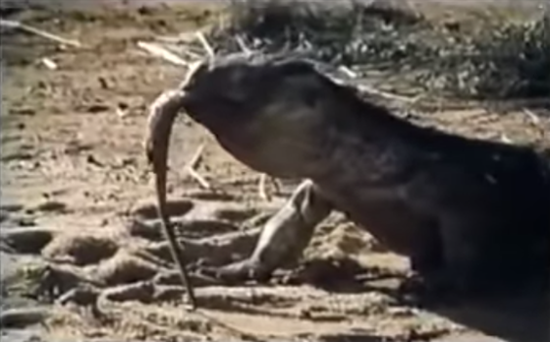 ศึกผู้ล่าสองสายพันธุ์ มังกรโคโมโด VS งูเห่า ต่อสู้ดุเดือด