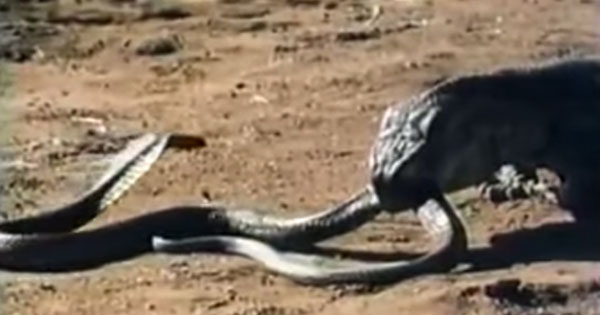 ศึกผู้ล่าสองสายพันธุ์ มังกรโคโมโด VS งูเห่า ต่อสู้ดุเดือด !! 