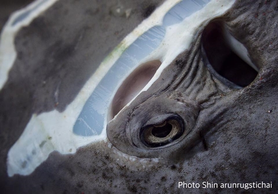 แชร์สนั่น ปลาประหลาดตกได้ที่ระยอง แท้งจริงคือ 