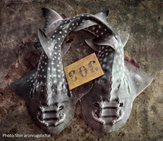 แชร์สนั่น ปลาประหลาดตกได้ที่ระยอง แท้งจริงคือ 