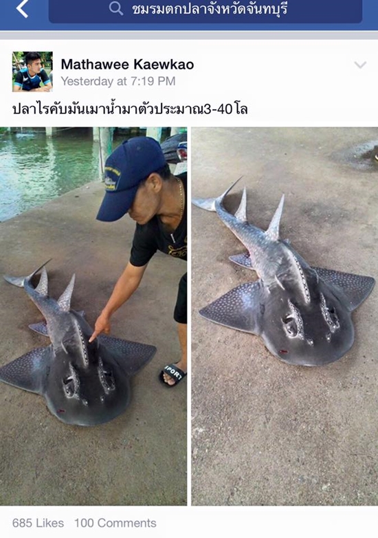 แชร์สนั่น ปลาประหลาดตกได้ที่ระยอง แท้งจริงคือ 