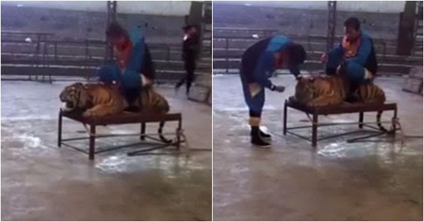 สลดใจ คลิปผู้ดูแลทารุณเสืออย่างโหดร้ายในสวนสัตว์