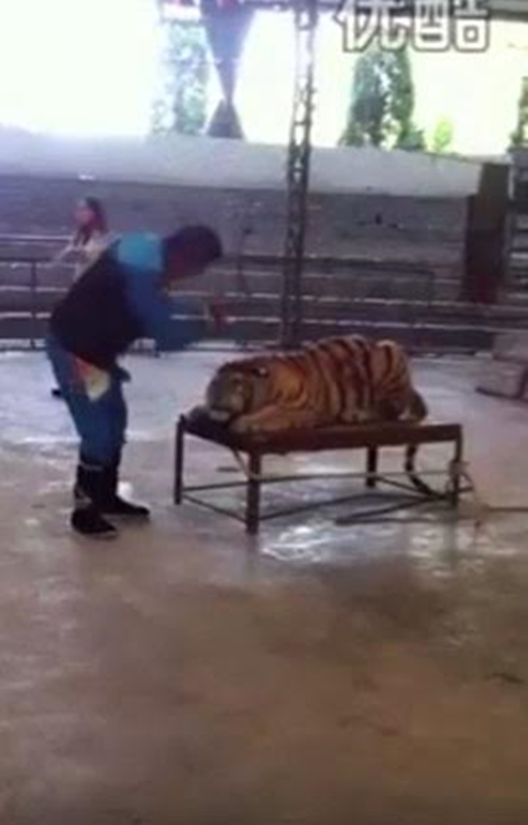 สลดใจ คลิปผู้ดูแลทารุณเสืออย่างโหดร้ายในสวนสัตว์ 