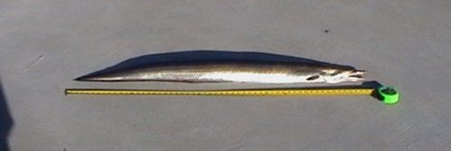 สัตว์ปริศนาเกยตื้นริมน้ำ คล้ายหลุดจากโลกดึกดำบรรพ์ ฉงนตัวอะไรแน่