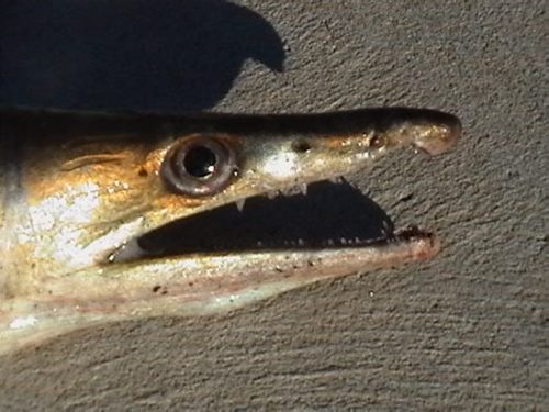 สัตว์ปริศนาเกยตื้นริมน้ำ คล้ายหลุดจากโลกดึกดำบรรพ์ ฉงนตัวอะไรแน่