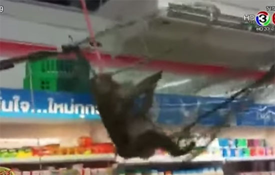 ลิงกังเลียนแบบมนุษย์เดินเข้าเซเว่นฯ เจอคนเยอะตกใจ-จับกันวุ่น !!