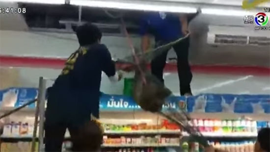 ลิงกังเลียนแบบมนุษย์เดินเข้าเซเว่นฯ เจอคนเยอะตกใจ-จับกันวุ่น !!