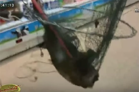 ลิงกังเลียนแบบมนุษย์เดินเข้าเซเว่นฯ เจอคนเยอะตกใจ-จับกันวุ่น !!